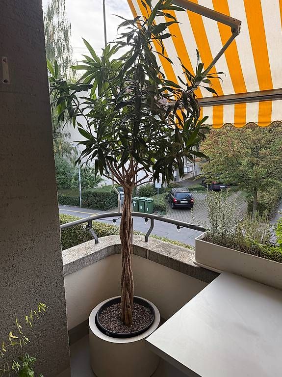 Pflanzen & Samen: Grosse Indoorpflanze – Gebraucht aus Zürich von Lallilu 1