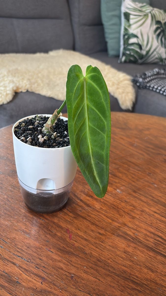 Anthurium Warocqueanum (Neu (gemss Beschreibung)) in Basel fr CHF 6  mit  Lieferung auf Ricardo kaufen