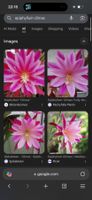 Epiphyllum „Climax“ Blattkaktus Epicactus