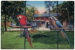 Basel, Zoologischer Garten: Papageien, gelaufen 1917