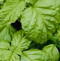 50 Basilikum XL Samen, 50 graines de XL Basilic, Semi Seeds