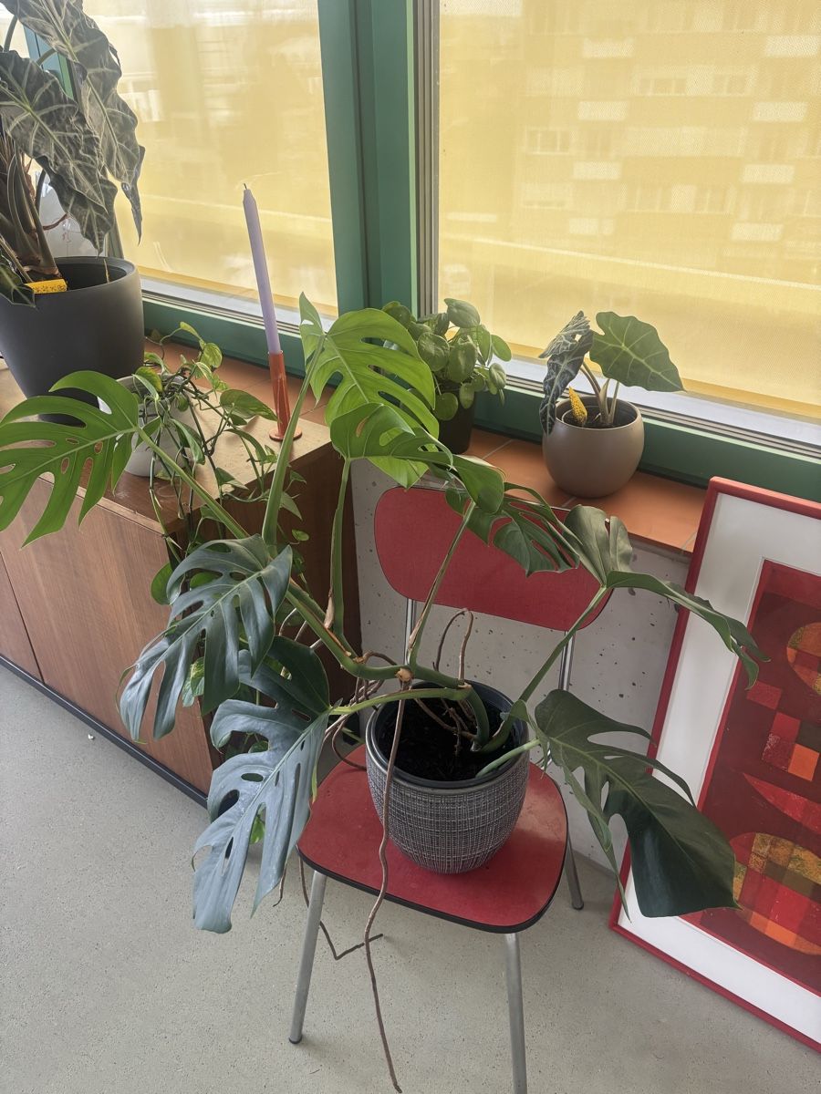 Pflanzen & Samen: Monstera deliciosa – Gebraucht aus Zürich von .Jiji. 1