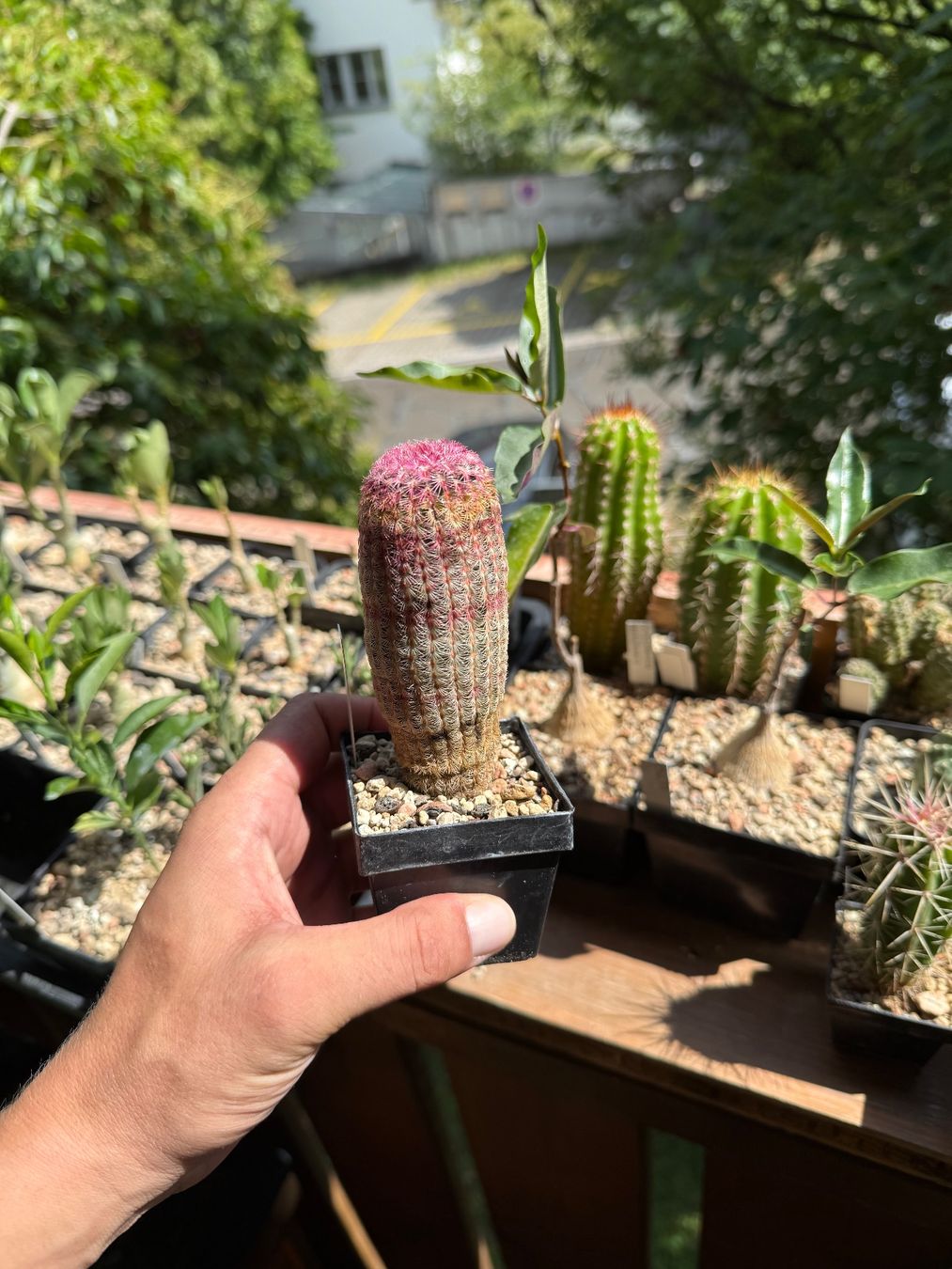 Pflanzen & Samen: Echinocereus rigidissimus – Gebraucht aus Rorbas von SimS0n 4