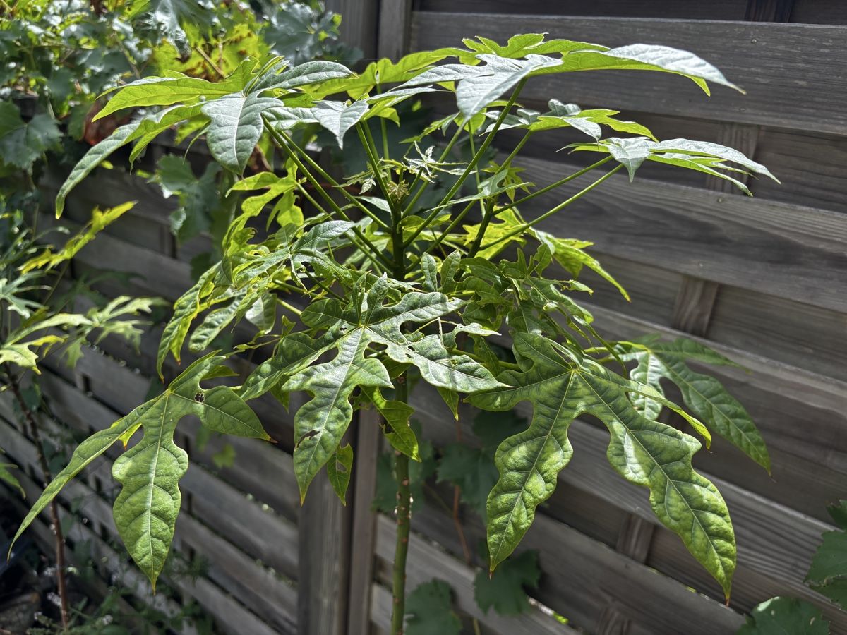 Plantes & graines: Australischer Flammenbaum – D'occasion à Aarburg par TC92 1