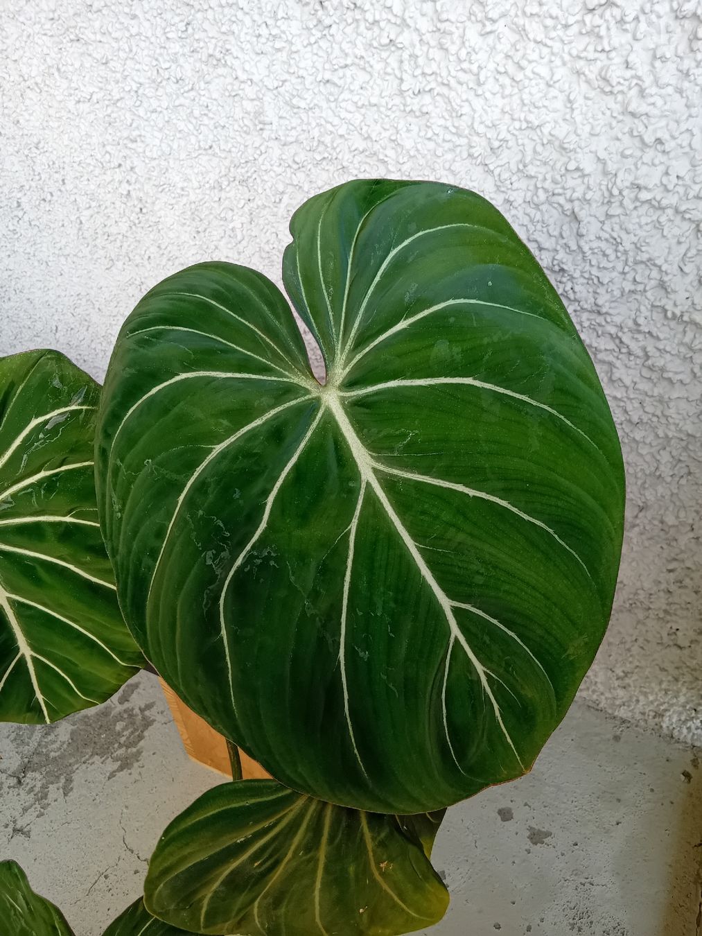 Piante & sementi: Philodendron Gloriosum – Nuovo (secondo la descrizione) da Zürich venduto da Gillheri 1