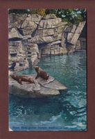 BASEL - Zoo - Seelöwenanlage - 1928