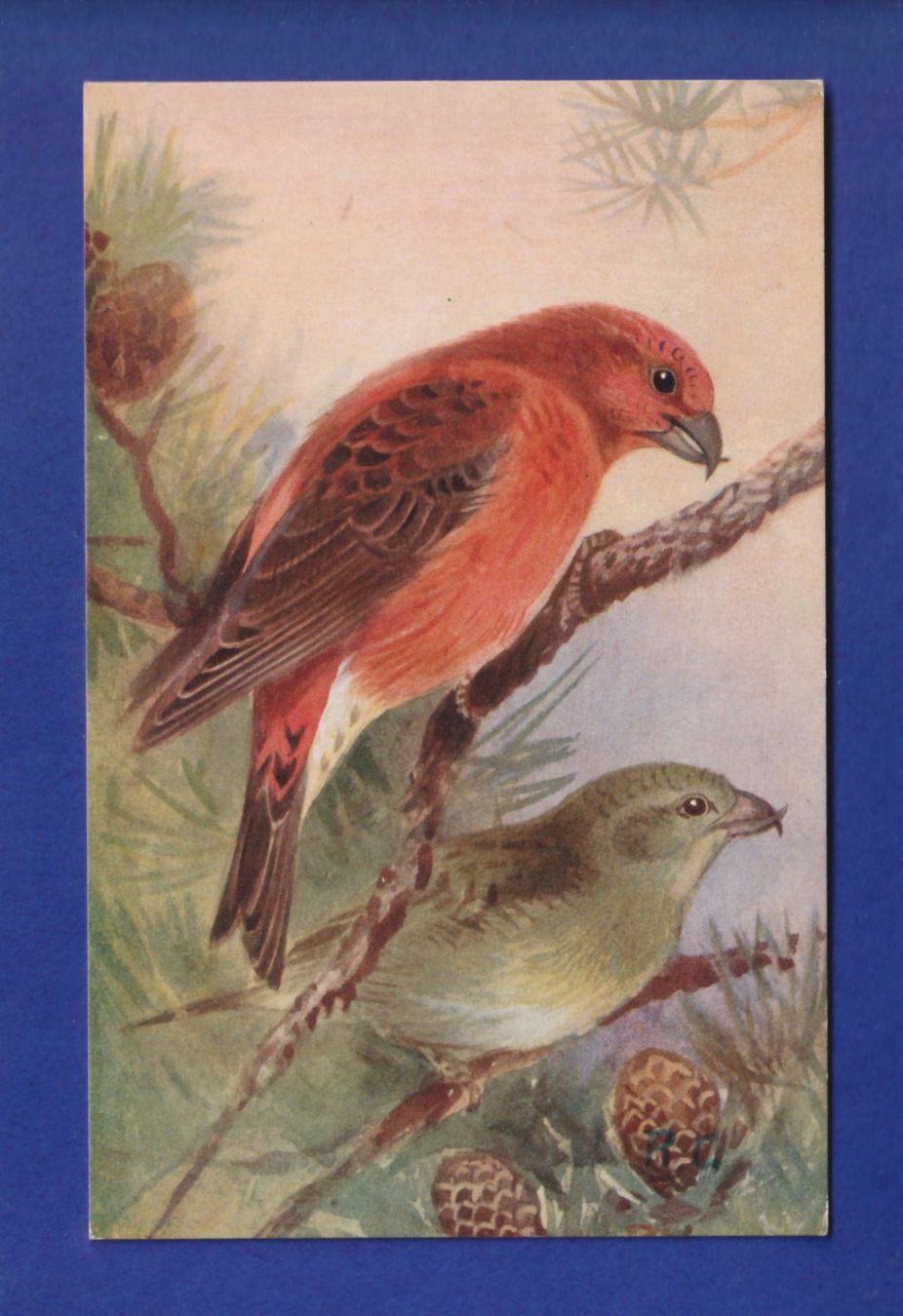 Cartes postales: OISEAU - Bec-Croisé – D'occasion à Pully par nicecards-shop