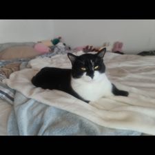 Profile image of Roj_456