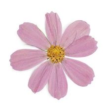 Profile image of Flowery_x