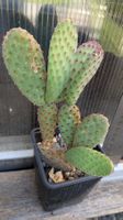Kaktus Opuntia Ohrenkaktus microdasis