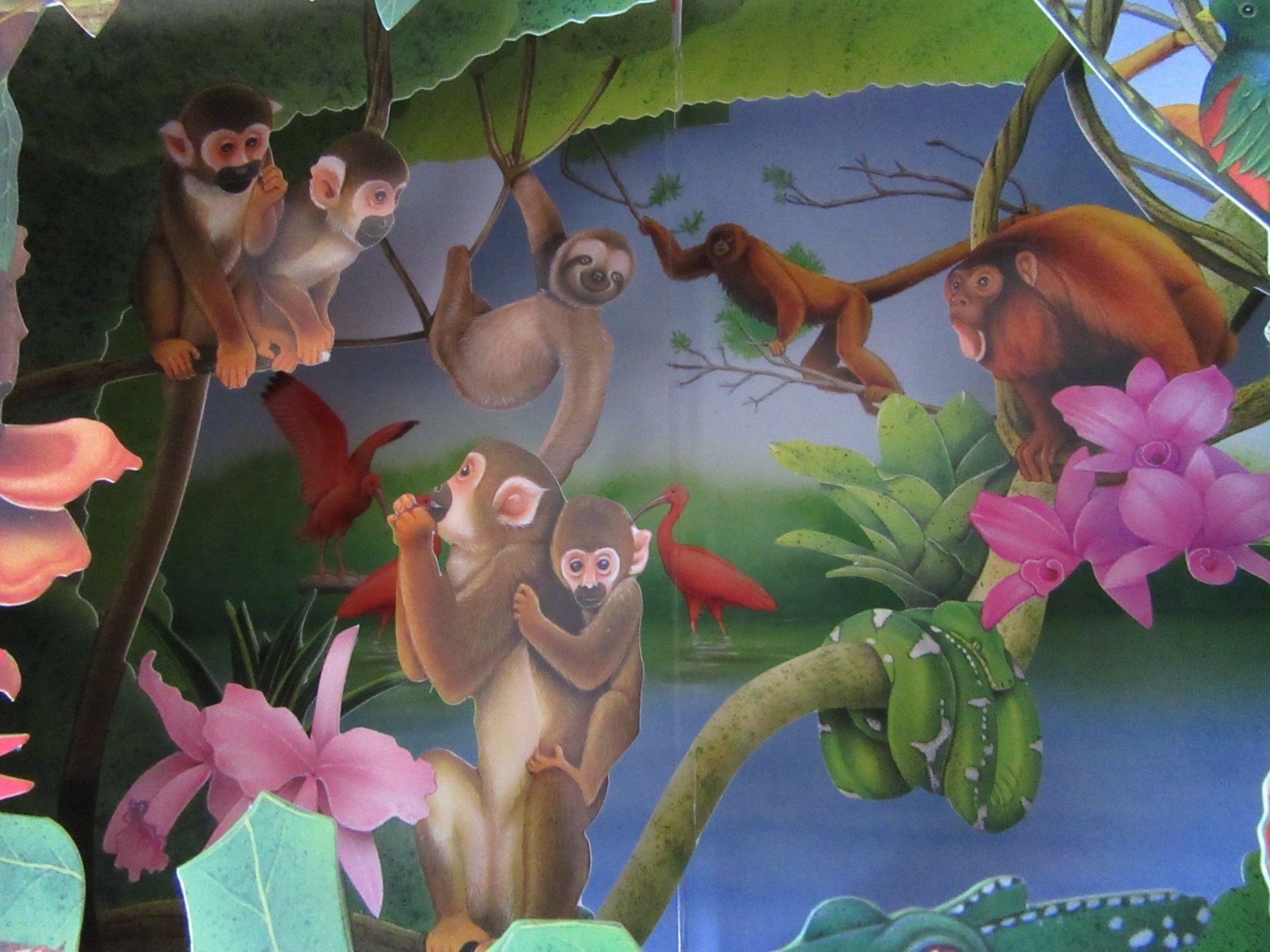 Libri: Pop - Up Buch " Foreste Tropicali " – Usato da Rüdtligen venduto da Carfield04 6