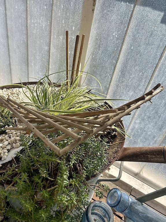 Pots de fleurs: Bepflanzter Wok  – Neuf avec emballage d'origine à Frauenfeld par Irene.Schuppli 1