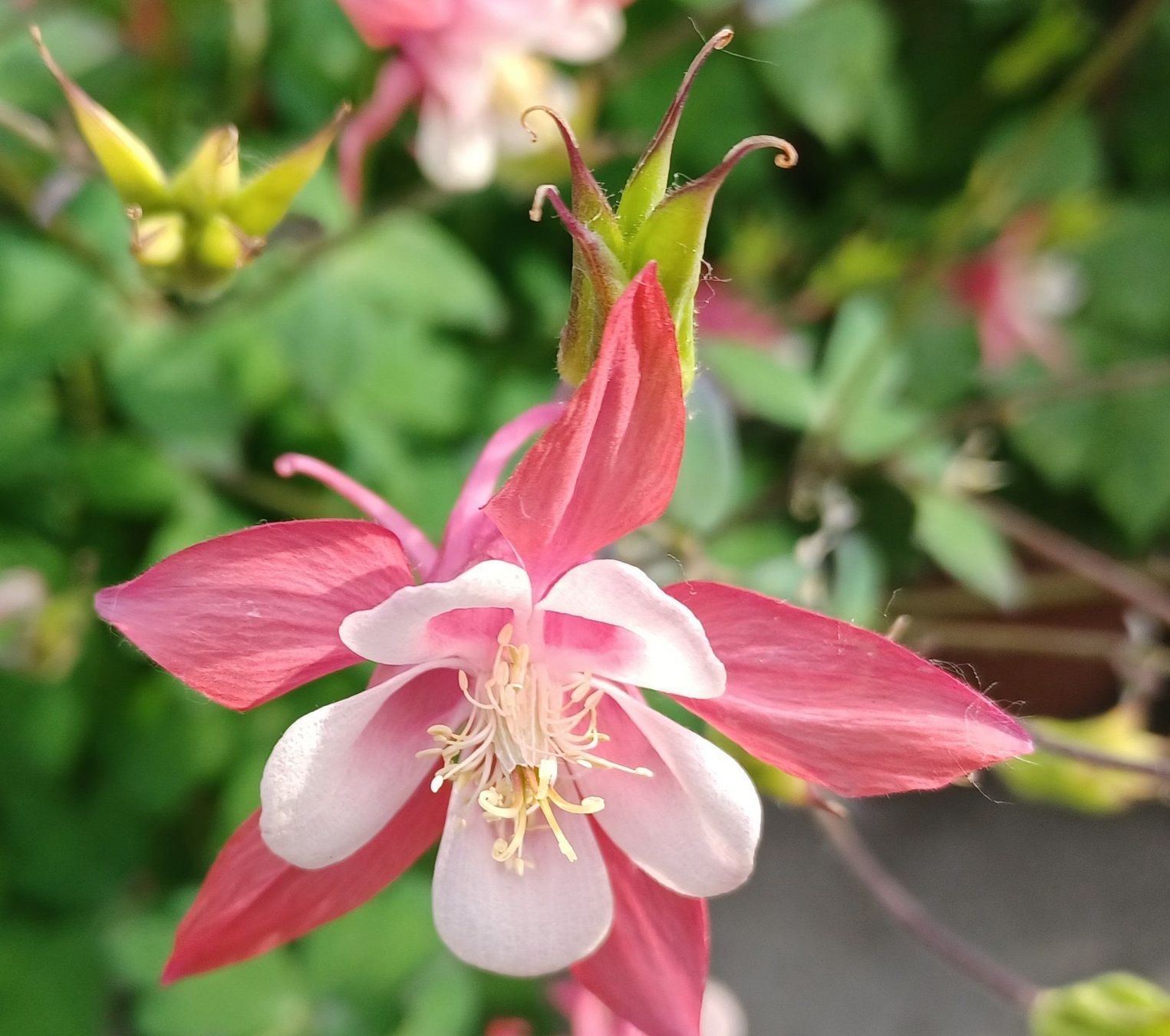 Piante & sementi: Samen  Akelei  Weiss/Rosa  15Stk. – Usato da Schwaderloch venduto da bademeister79
