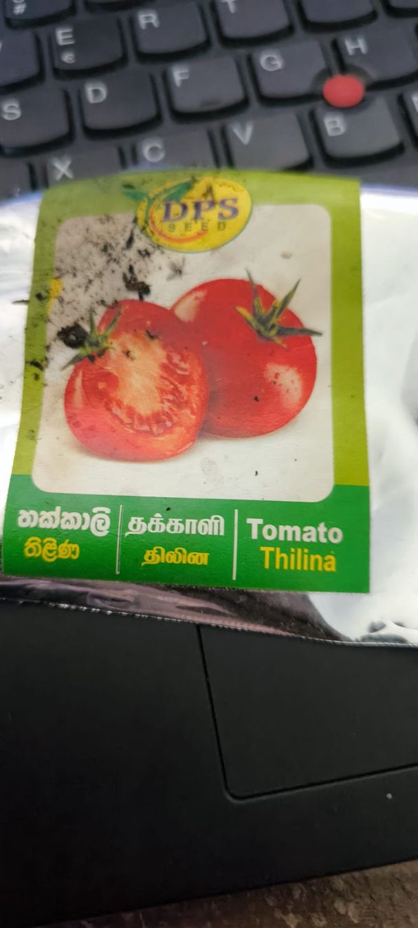 Piante & sementi: Tomaten Mittelgross klein gewachsen – Usato da Bösingen venduto da aru_y9zp 1