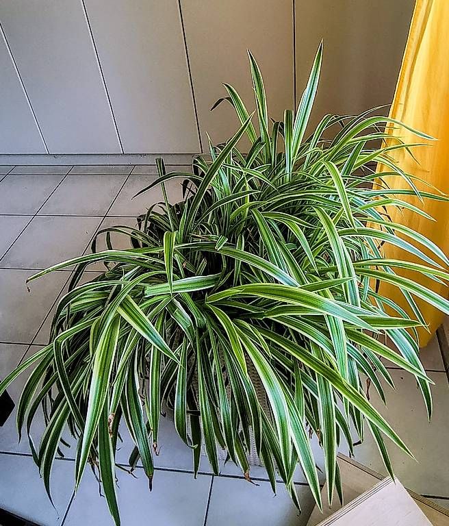 Plantes & graines: Grünlilie – D'occasion à Zürich par anastacia03 1