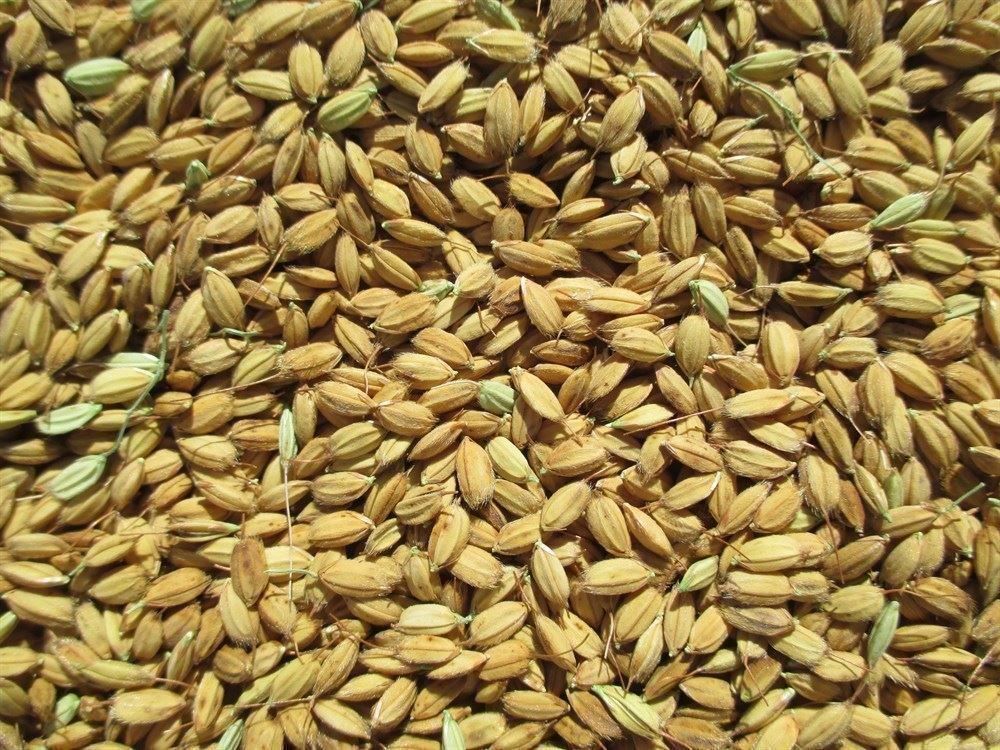 Piante & sementi: Riz Russe Duborskian RARE  15g – Nuovo (secondo la descrizione) da Bremblens venduto da FIBONACCI369 1