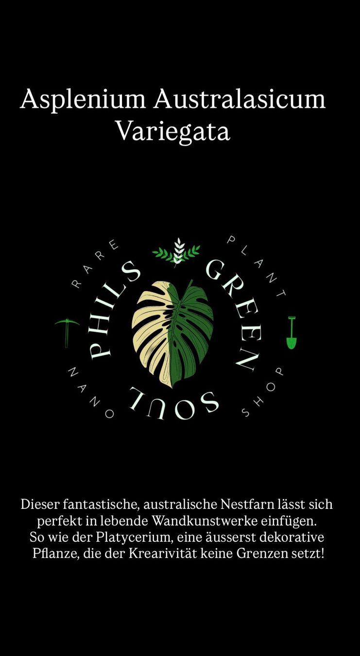 Pflanzen & Samen: 💚 ASPLENIUM AUSTRALASICUM VARIEGATA /AUSTRALISCHER NESTFARN – Gebraucht aus Giubiasco von Green_Soul 3