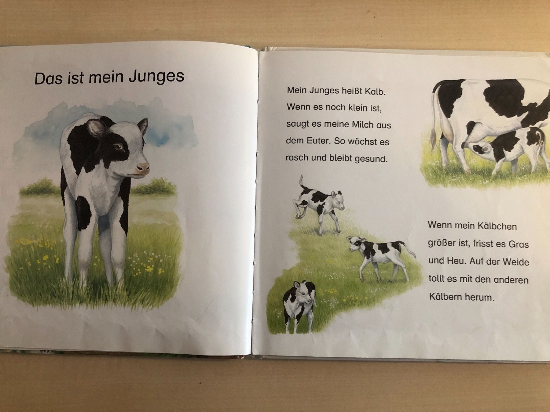 Libri: Wer bin ich? Kinderbuch über die Kuh – Usato da Aarau venduto da R-O-G-E-R 5