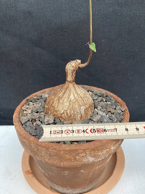 Pflanzen & Samen: Caudex Petopentia natalensis – Gebraucht aus Liestal von PrebenZwei 3