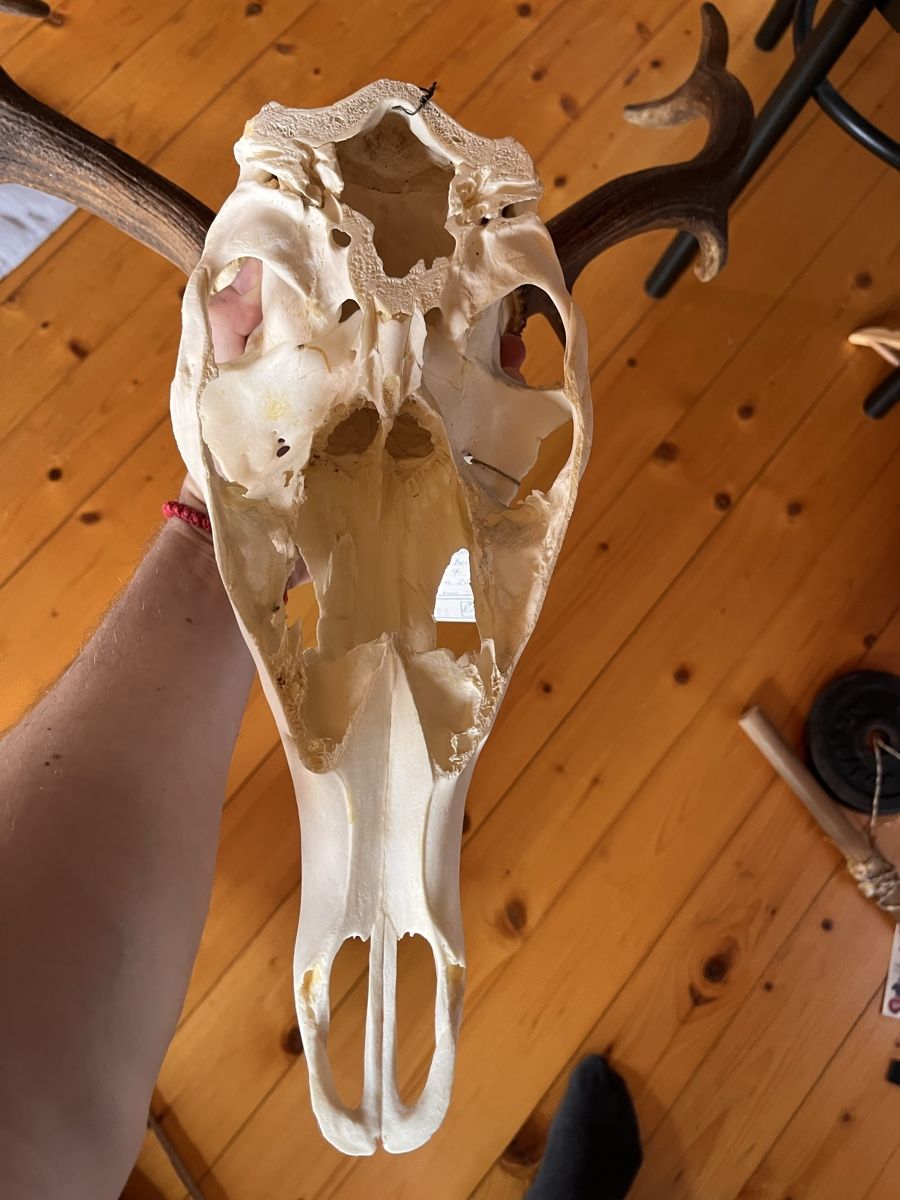Altre raccolte & rarità: Hirschgeweih Wild Jäger Trophäe – Usato da Maienfeld venduto da DivicoHelveticus 3