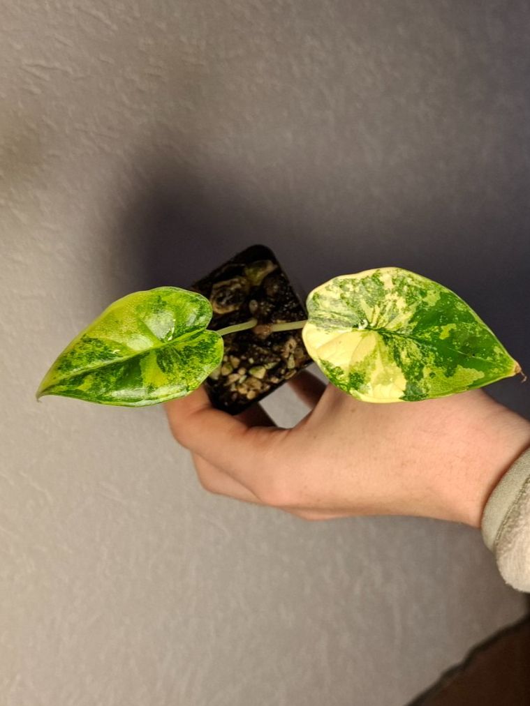 Pflanzen & Samen: Alocasia Scale Dragon Aurea Variegata – Gebraucht aus Hausen AG von Pflaenzlioase