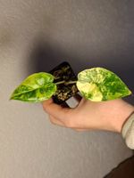 Alocasia Scale Dragon Aurea Variegata