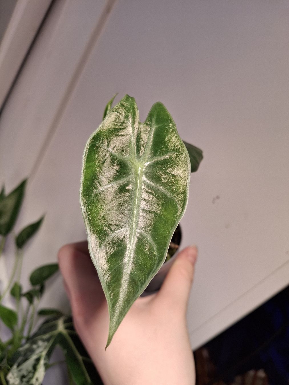 Pflanzen & Samen: Alocasia Pink Dragon 'Aurea' – Neu (gemäss Beschreibung) aus Wila von mal_e_na 2