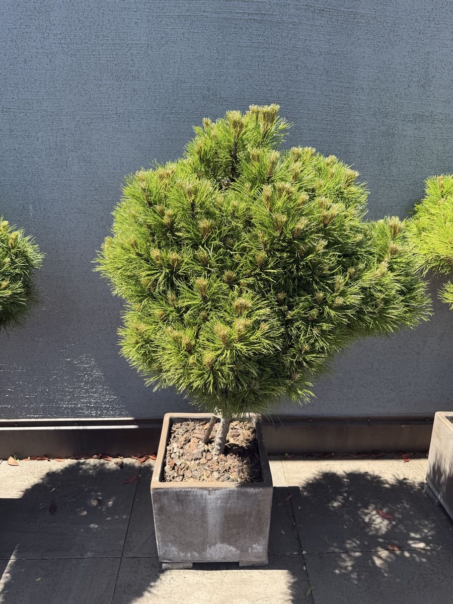 Pflanzen & Samen: Black Pine trees – Gebraucht aus Küsnacht ZH von lfo_f8w5 4