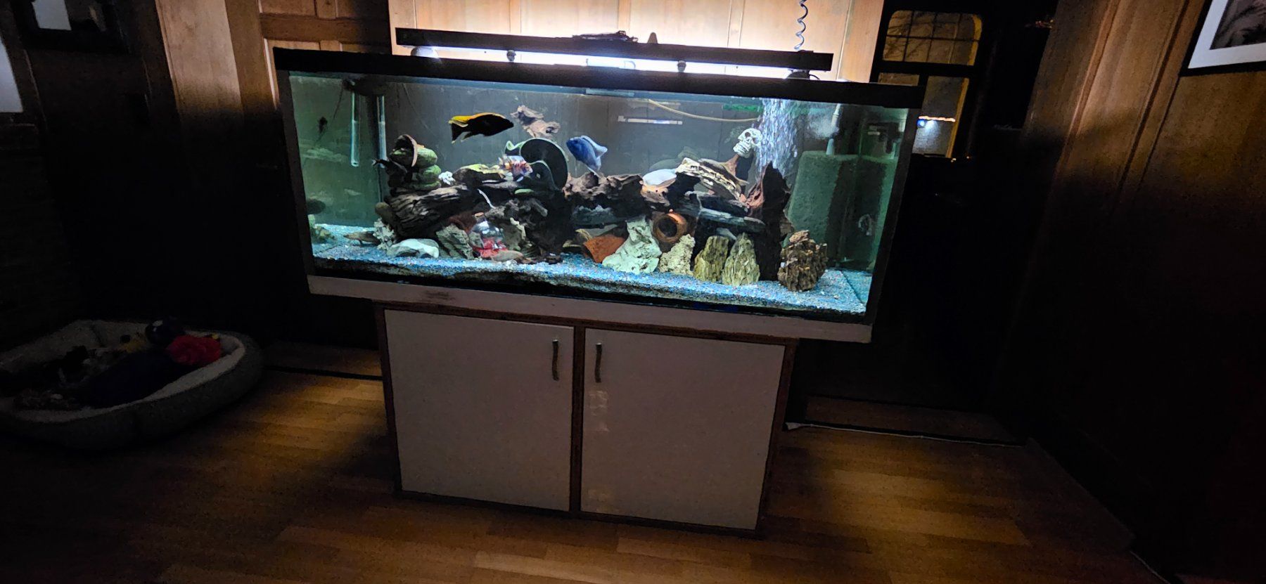 Acquari: Aquarium 500lt – Usato da Amriswil venduto da Blackpearl73