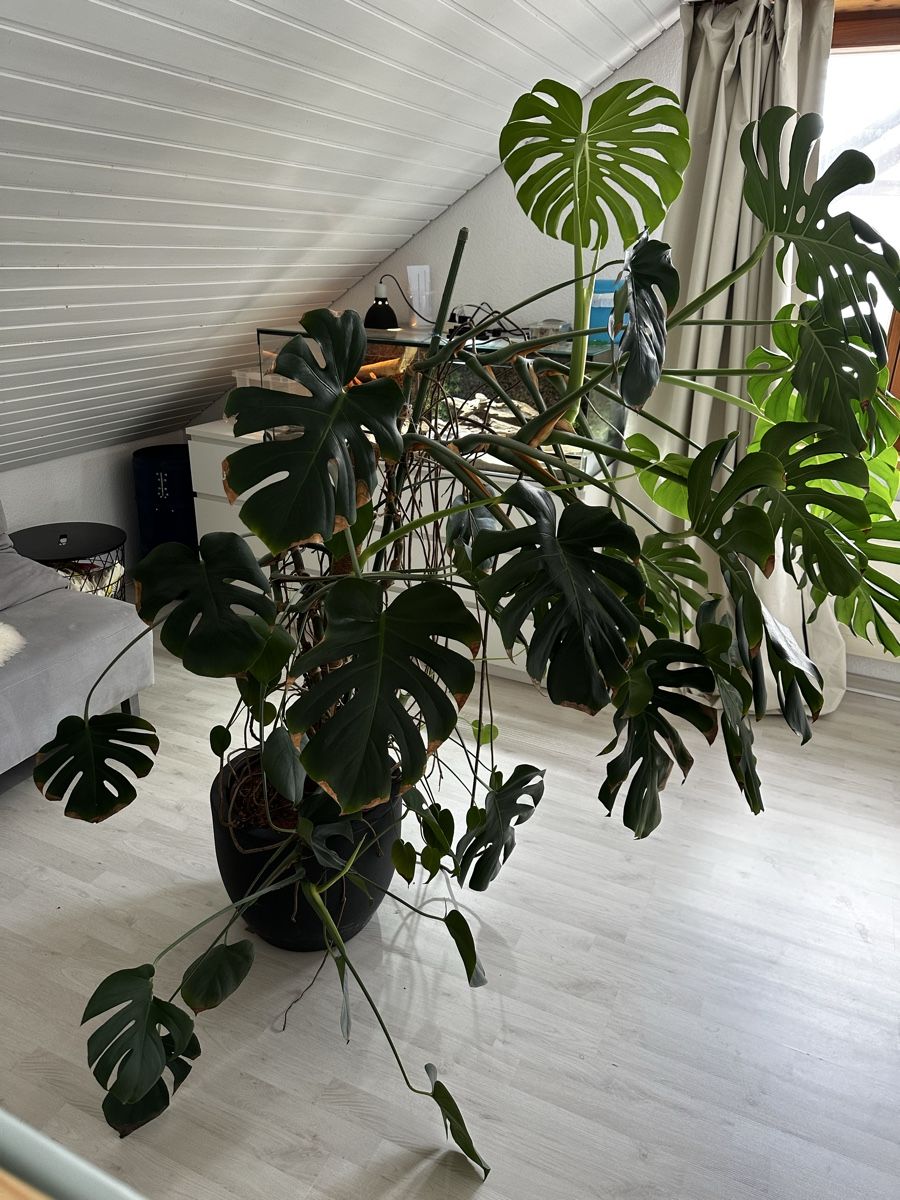 Piante & sementi: Zimmerpflanze Monstera Deliciosa – Usato da Itingen venduto da Aposelecta1 1