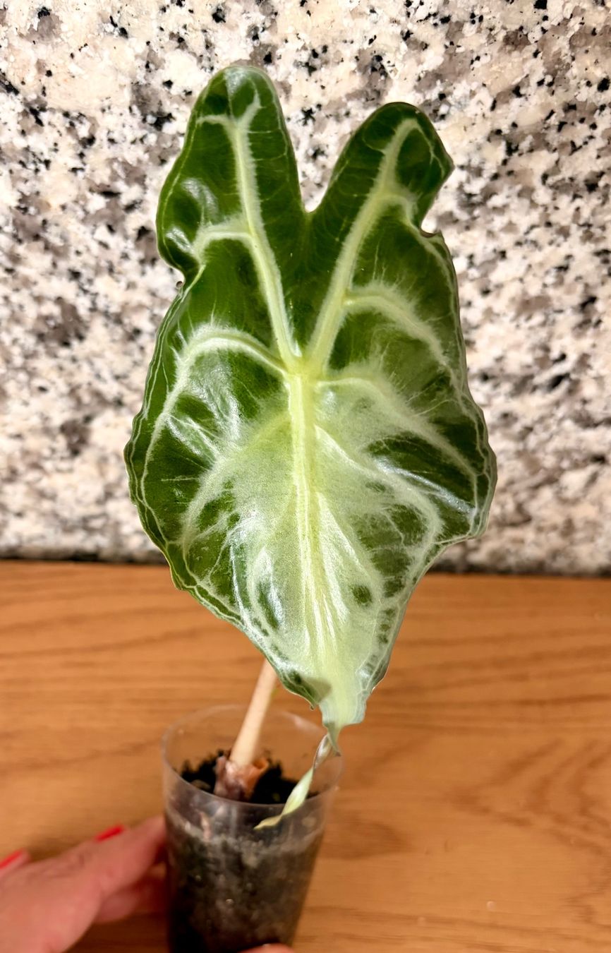 Piante & sementi: Alocasia Venom – Usato da Kaiseraugst venduto da dka_b97z