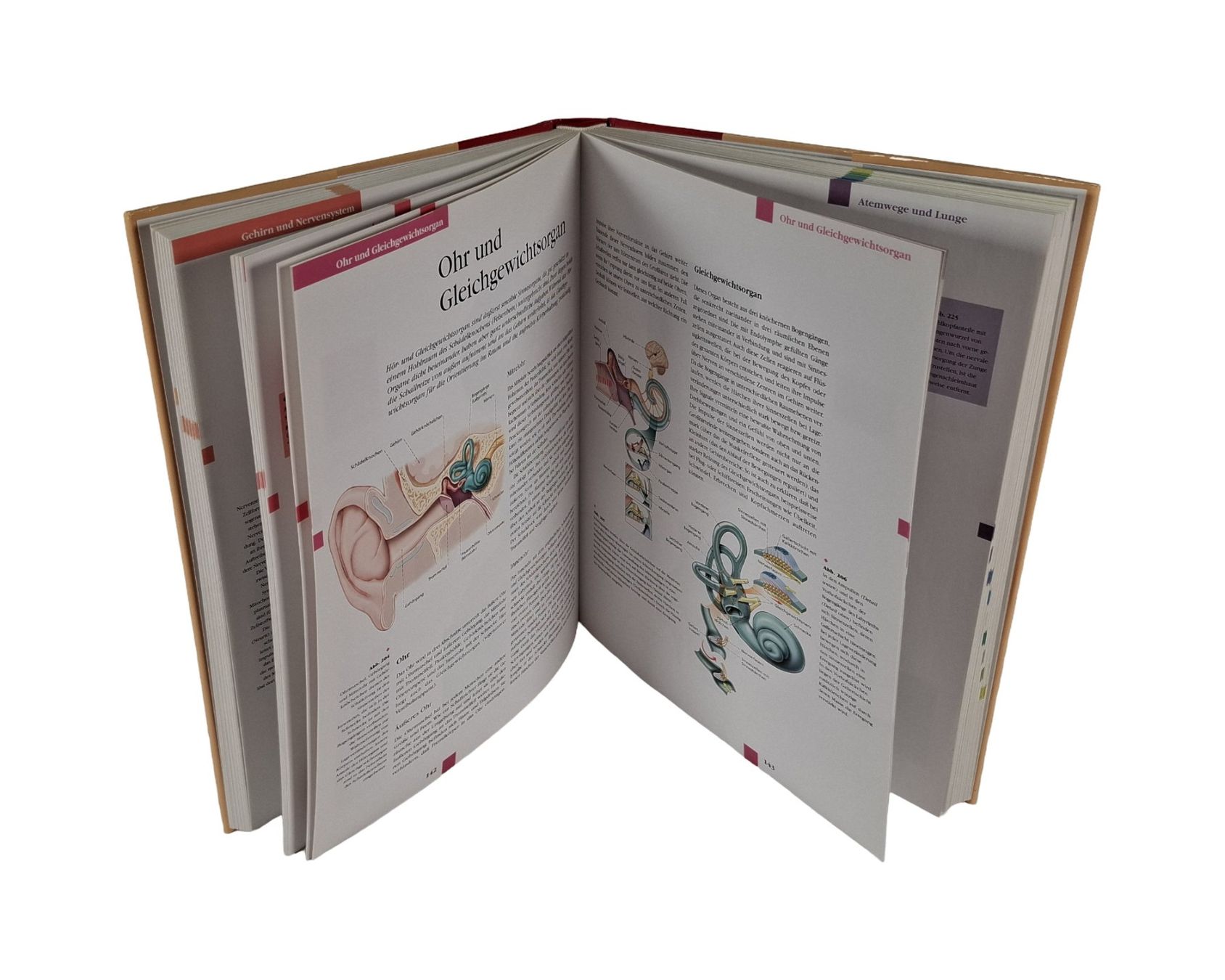Libri: KOMET Atlas der Anatomie – Usato da Wil SG venduto da Restwert_Wil 2