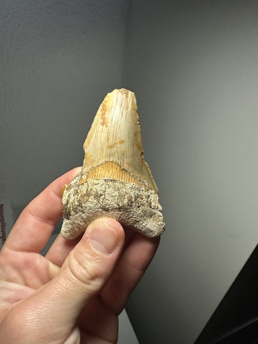 Fossilien: Fossiler Megalodon-Zahn – Gebraucht aus Lutzenberg von CS65