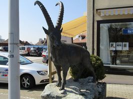 Steinbock in Lebensgrösse  - Bronze