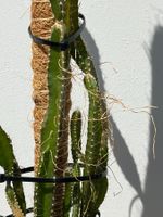 Drachenfrucht-Pflanzen, (rotfleischige Drachenfrucht)