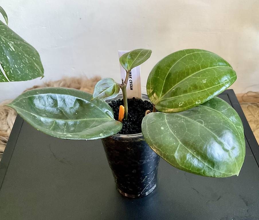 Pflanzen & Samen: Hoya sarawak cream – Neu und originalverpackt aus Schönholzerswilen von Leavylounge