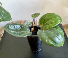 Hoya sarawak cream