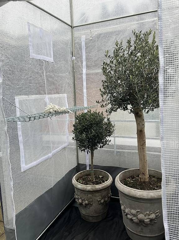 Casette da giardino & serre: Schönes Hohes Gewächshaus  – Usato da Kollbrunn venduto da King8585 1