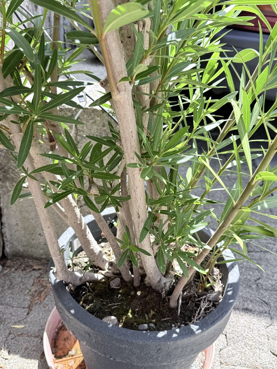 Piante & sementi: Oleander Pflanze rosa blühend im Topf – Usato da Wohlen AG venduto da NincoA-Z 2