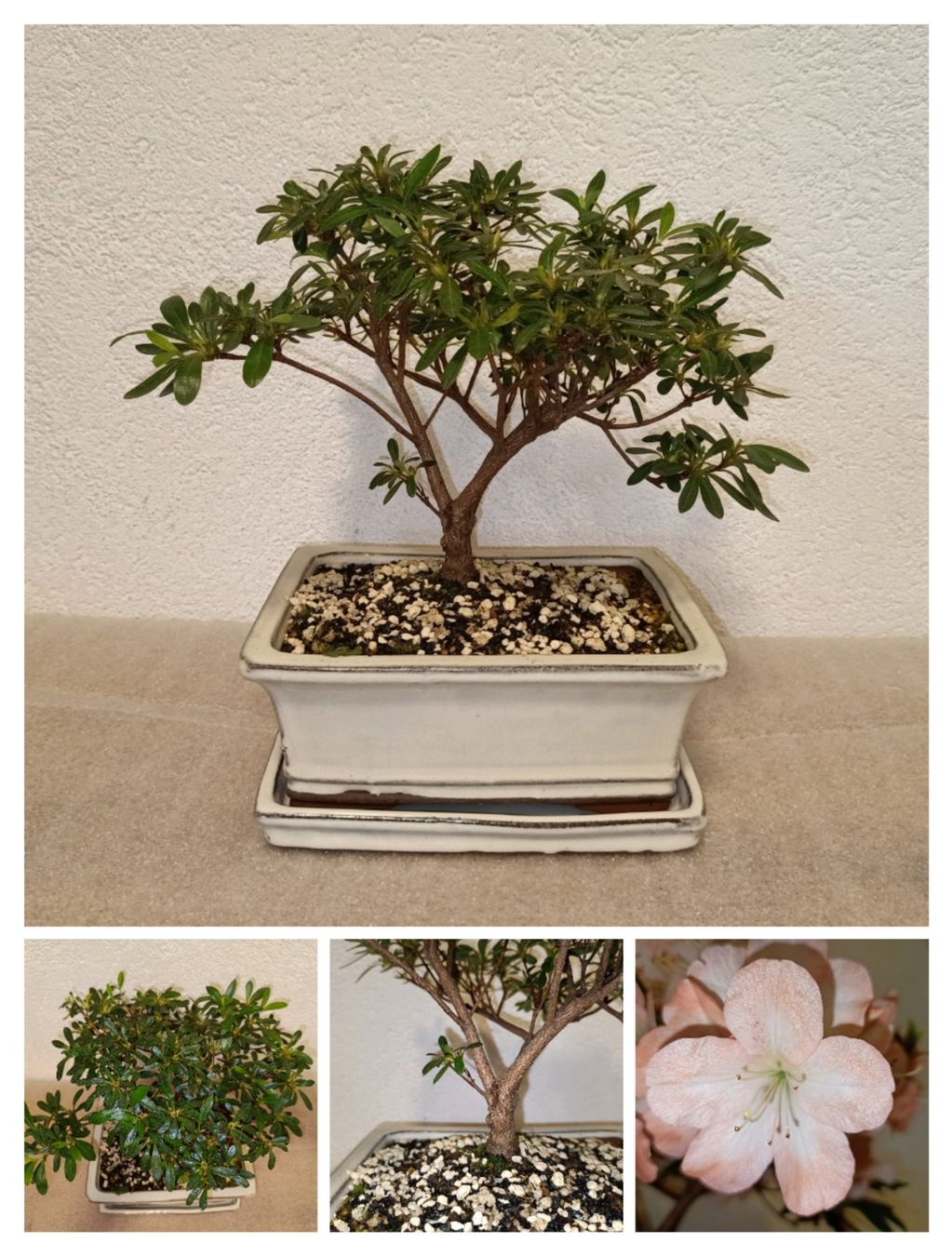 Bonsai Satsuki Azalee ( Verblht ) (Neu (gemss Beschreibung)) in  schftland fr CHF 170  mit Lieferung auf Ricardo kaufen