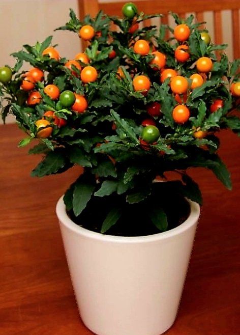 Piante & sementi: Ab 15 Samen Kirsche von Jerusalem SOLANUM PSEUDOCAPISCU – Nuovo e nell'imballaggio originale da Rovio venduto da POSITIFFARTandPLANTS 2