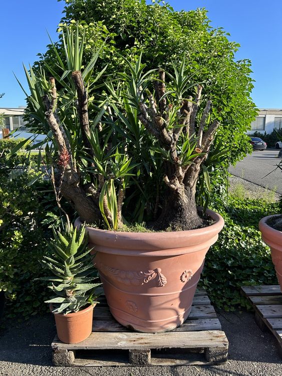 Yucca Pflanze Kaufen auf Ricardo