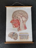 Anatomisches Tabellenwerk, Schulwandbild Gehirn, Gehirn Bild