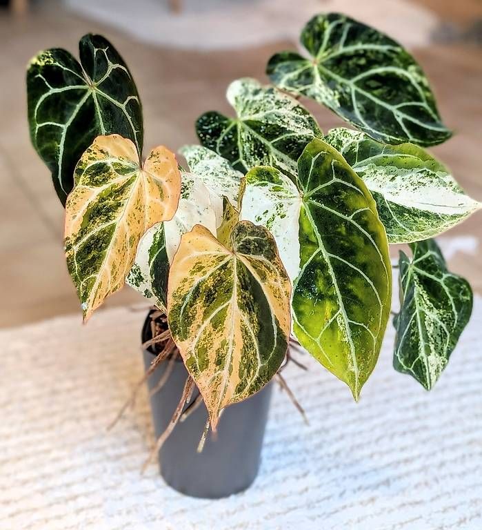 Piante & sementi: Anthurium Crystallinum Albo Variegata – Nuovo (secondo la descrizione) da Faulensee venduto da plantmama 5