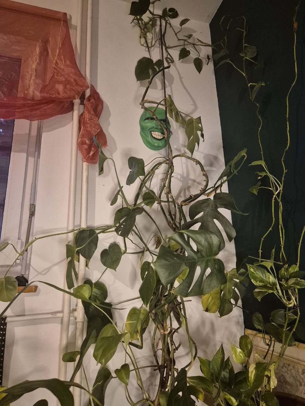 Piante & sementi: Schöne gesunde Monstera/Philodendron Pflanze – Usato da Zürich venduto da flo_7trs 1