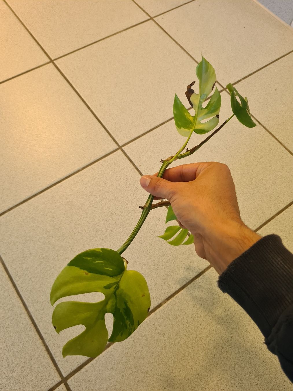Piante & sementi: Monstera Minima Variegata Kopfsteckling – Usato da Endingen venduto da ale_jjv2 1