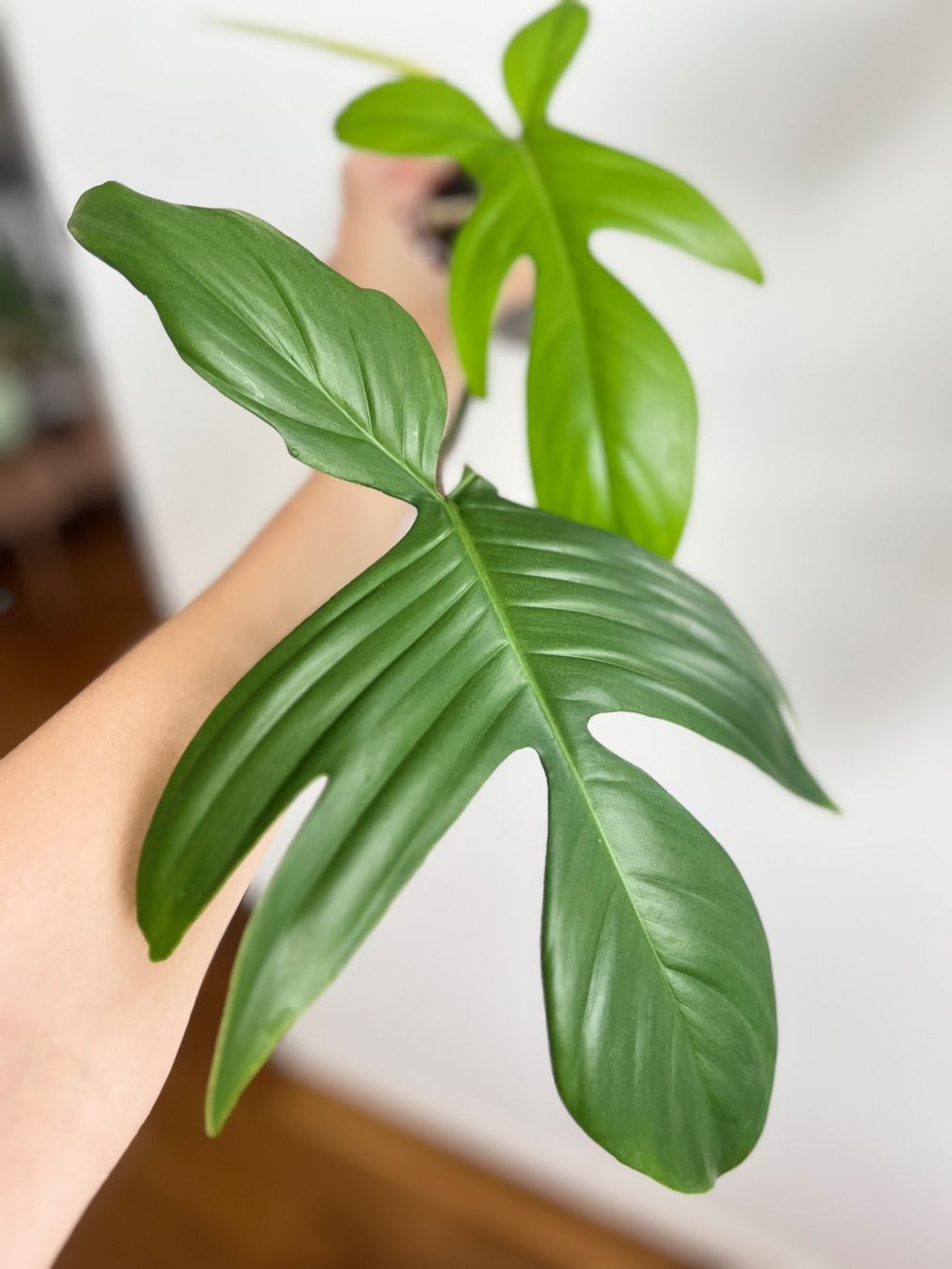 Pflanzen & Samen: Philodendron Florida Ghost🔥 – Gebraucht aus Glattpark(Opfikon) von ste_n99y 2