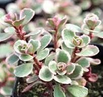 Pflanzen & Samen: Kambotscha trikolore gelb sedum – Gebraucht aus Ibach von chaemilochhobbygarte 3