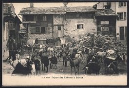 AK Salvan, Départ des Chèvres