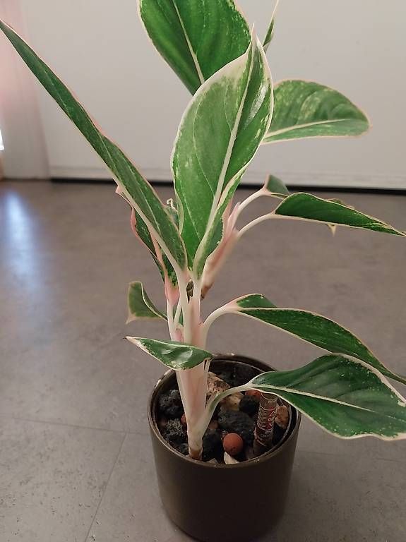 Piante & sementi: Aglaonema 'Lipstick Pink' – Usato da Schwaderloch venduto da bademeister79 3